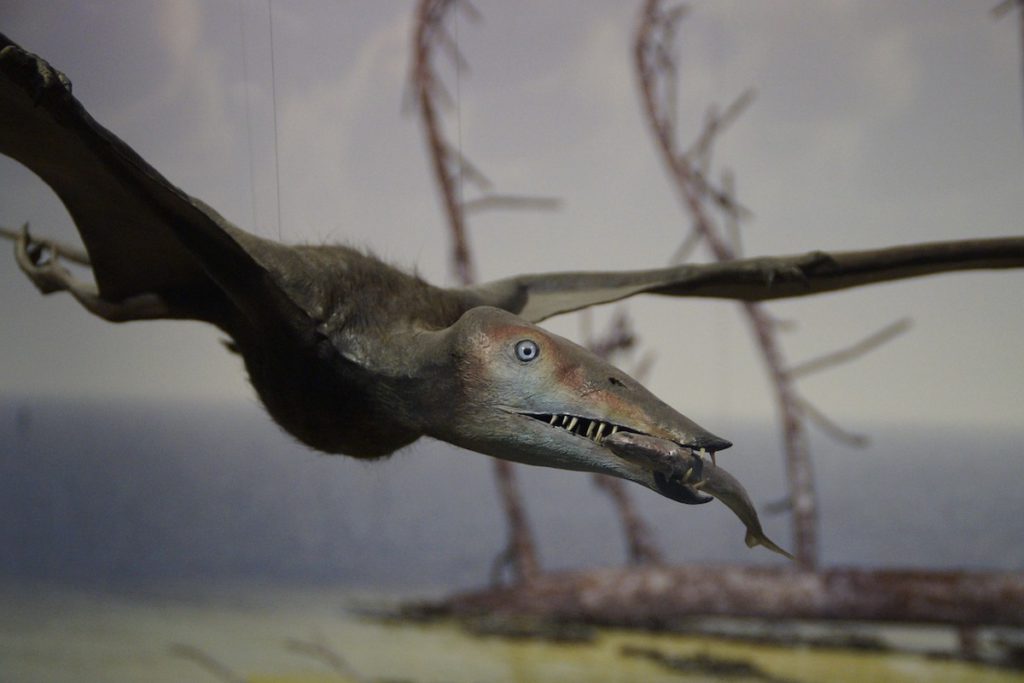 170 million year old pterosaur fund on Isle of Skye